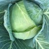 キャベツ